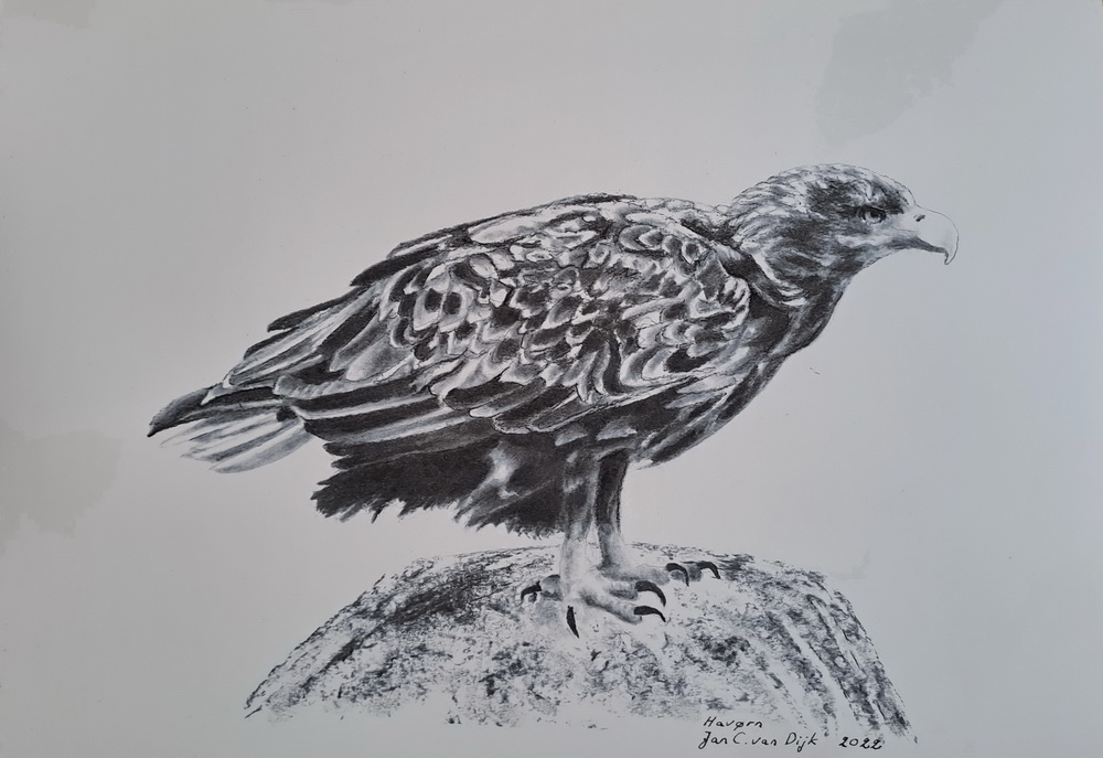 Haliaetus albicilla